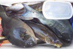 伊豆下田フィッシング 釣果