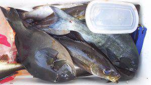 伊豆下田フィッシング 釣果