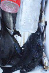 伊豆下田フィッシング 釣果