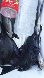 伊豆下田フィッシング 釣果