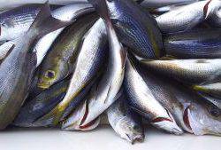 伊豆下田フィッシング 釣果