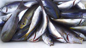 伊豆下田フィッシング 釣果