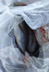 伊豆下田フィッシング 釣果