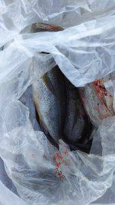 伊豆下田フィッシング 釣果