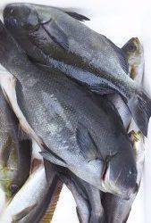 伊豆下田フィッシング 釣果