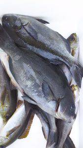 伊豆下田フィッシング 釣果