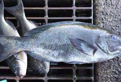 伊豆下田フィッシング 釣果