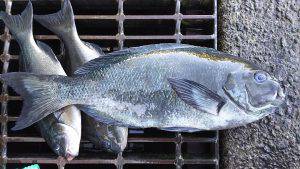 伊豆下田フィッシング 釣果