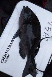 伊豆下田フィッシング 釣果