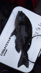 伊豆下田フィッシング 釣果