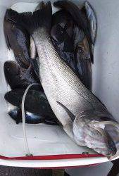 伊豆下田フィッシング 釣果