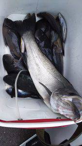 伊豆下田フィッシング 釣果