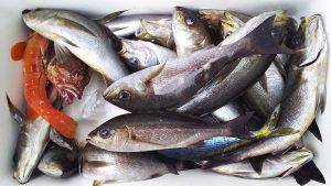 伊豆下田フィッシング 釣果