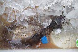 伊豆下田フィッシング 釣果