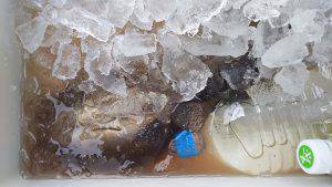 伊豆下田フィッシング 釣果