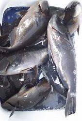 伊豆下田フィッシング 釣果