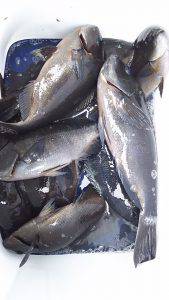 伊豆下田フィッシング 釣果