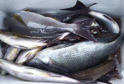 伊豆下田フィッシング 釣果