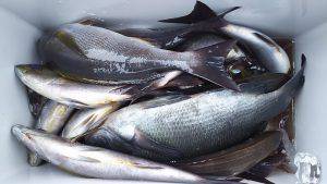 伊豆下田フィッシング 釣果