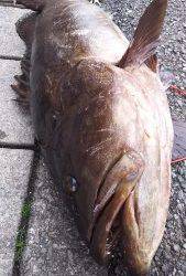 伊豆下田フィッシング 釣果