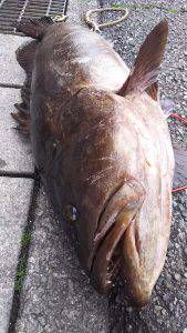 伊豆下田フィッシング 釣果