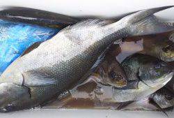 伊豆下田フィッシング 釣果