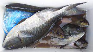 伊豆下田フィッシング 釣果