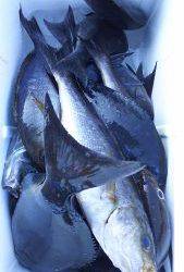 伊豆下田フィッシング 釣果