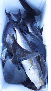 伊豆下田フィッシング 釣果