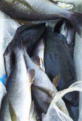 伊豆下田フィッシング 釣果