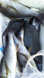 伊豆下田フィッシング 釣果