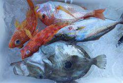 伊豆下田フィッシング 釣果