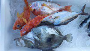 伊豆下田フィッシング 釣果