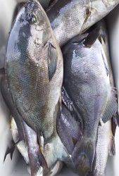 伊豆下田フィッシング 釣果