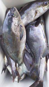 伊豆下田フィッシング 釣果