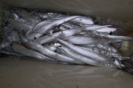 アジアマリンサービス 釣果