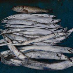 アジアマリンサービス 釣果