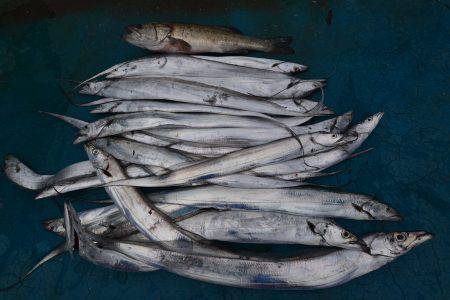 アジアマリンサービス 釣果