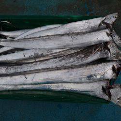 アジアマリンサービス 釣果