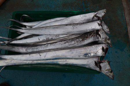 アジアマリンサービス 釣果