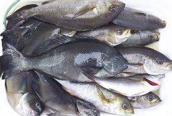 伊豆下田フィッシング 釣果