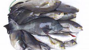 伊豆下田フィッシング 釣果