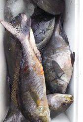 伊豆下田フィッシング 釣果