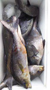 伊豆下田フィッシング 釣果