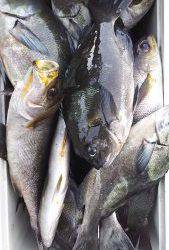 伊豆下田フィッシング 釣果