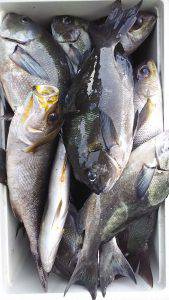 伊豆下田フィッシング 釣果