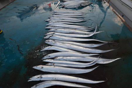 アジアマリンサービス 釣果