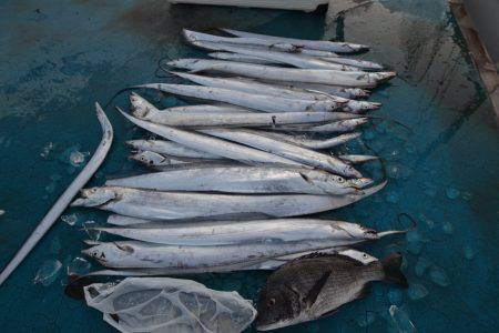 アジアマリンサービス 釣果