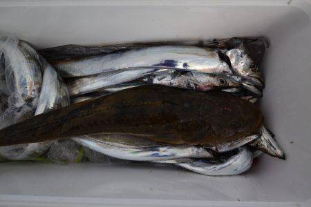 アジアマリンサービス 釣果