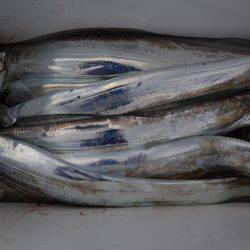 アジアマリンサービス 釣果